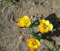 Тюльпан Аутбрек (Tulipa Outbreak) — фото 2