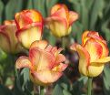 Тюльпан Аутбрек (Tulipa Outbreak) — фото 4