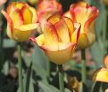 Тюльпан Аутбрек (Tulipa Outbreak) — фото 5