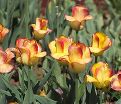 Тюльпан Аутбрек (Tulipa Outbreak) — фото 6