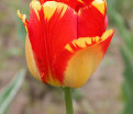 Тюльпан Банья Лука (Tulipa Banja Luka) — фото 2