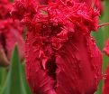 Тюльпан Барбадос (Tulipa Barbados) — фото 4
