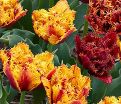 Тюльпан Бастия (Tulipa Bastia) — фото 2