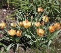 Тюльпан баталина Брайт Гем (Tulipa batalinii Bright Gem) — фото 3