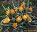 Тюльпан баталина Брайт Гем (Tulipa batalinii Bright Gem) — фото 4