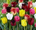 Тюльпан бахромчатый Микс (Tulipa Fringed Mix) — фото 2