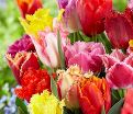 Тюльпан бахромчатый Микс (Tulipa Fringed Mix) — фото 4