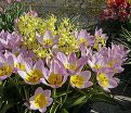 Тюльпан Бекери Лилак Уандер (Tulipa bakeri Lilac Wonder) — фото 3