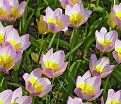Тюльпан Бекери Лилак Уандер (Tulipa bakeri Lilac Wonder) — фото 4