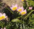 Тюльпан Бекери Лилак Уандер (Tulipa bakeri Lilac Wonder) — фото 6