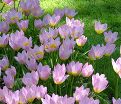 Тюльпан Бекери Лилак Уандер (Tulipa bakeri Lilac Wonder) — фото 7