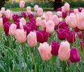 Тюльпан Бест Френдс Микс (Tulipa Best Friends) — фото 2