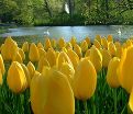 Тюльпан Биг Смайл (Tulipa Big Smile) — фото 4