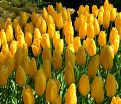 Тюльпан Биг Смайл (Tulipa Big Smile) — фото 5