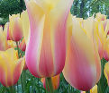 Тюльпан Блашинг Леди (Tulipa Blushing Lady) — фото 2