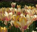 Тюльпан Блашинг Леди (Tulipa Blushing Lady) — фото 3