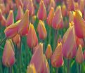 Тюльпан Блашинг Леди (Tulipa Blushing Lady) — фото 5