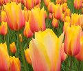 Тюльпан Блашинг Леди (Tulipa Blushing Lady) — фото 6