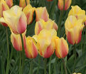 Тюльпан Блашинг Леди (Tulipa Blushing Lady) — фото 7