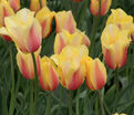 Тюльпан Блашинг Леди (Tulipa Blushing Lady) — фото 7