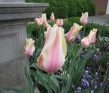 Тюльпан Блашинг Леди (Tulipa Blushing Lady) — фото 8