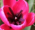 Тюльпан Блэк Бэйз (Tulipa Black Base) — фото 2