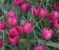 Тюльпан Блэк Бэйз (Tulipa Black Base) — фото 3