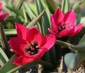 Тюльпан Блэк Бэйз (Tulipa Black Base) — фото 4