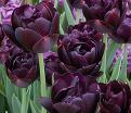 Тюльпан Блэк Хиро (Tulipa Black Hero) — фото 2