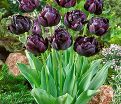 Тюльпан Блэк Хиро (Tulipa Black Hero) — фото 3