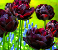 Тюльпан Блэк Хиро (Tulipa Black Hero) — фото 5