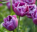 Тюльпан Блю Даймонд (Tulipa Blue Diamond) — фото 2