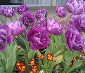 Тюльпан Блю Даймонд (Tulipa Blue Diamond) — фото 4