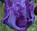 Тюльпан Блю Пэррот (Tulipa Blue Parrot) — фото 2