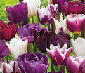 Тюльпан Блюберри микс (Tulipa Blueberry Mix) — фото 3