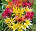 Тюльпан ботанический Микс (Tulipa Species Mix) — фото 2