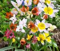 Тюльпан ботанический Микс (Tulipa Species Mix) — фото 3