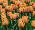 Тюльпан Браун Шугар (Tulipa Brown Sugar) — фото 2