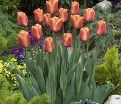 Тюльпан Браун Шугар (Tulipa Brown Sugar) — фото 3