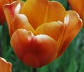 Тюльпан Браун Шугар (Tulipa Brown Sugar) — фото 4