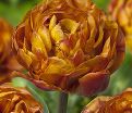 Тюльпан Брауни (Tulipa Brownie) — фото 4