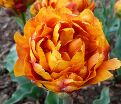 Тюльпан Брауни (Tulipa Brownie) — фото 5