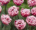Тюльпан Брест (Tulipa Brest) — фото 2