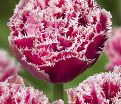 Тюльпан Брест (Tulipa Brest) — фото 4