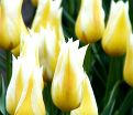 Тюльпан Будлайт (Tulipa Budlight) — фото 2