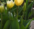 Тюльпан Будлайт (Tulipa Budlight) — фото 4