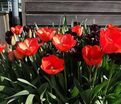 Тюльпан Вальсроде (Tulipa Walsrode) — фото 2