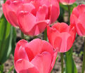 Тюльпан Ван Эйк (Tulipa Van Eijk) — фото 2