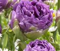 Тюльпан Вау (Tulipa Wow) — фото 2