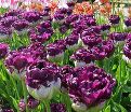 Тюльпан Вау (Tulipa Wow) — фото 3
